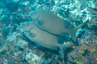 Gold-spotted rabbitfish
