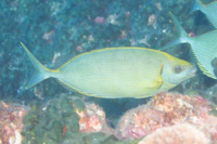 Forktail rabbitfish