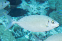 White-spotted rabbitfish