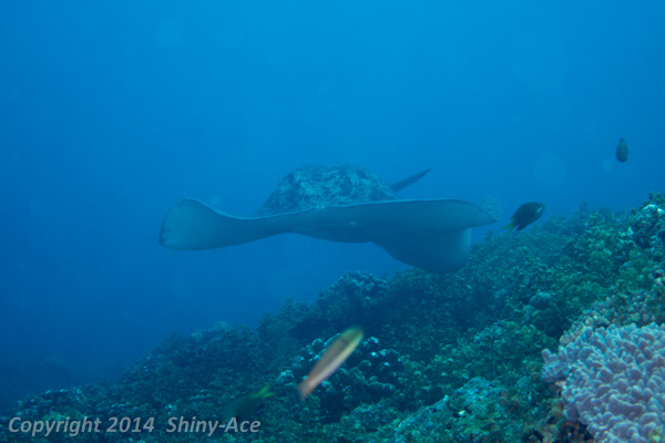 Blotched fantail ray