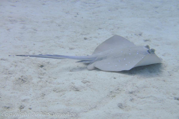 Blue-spotted sting ray