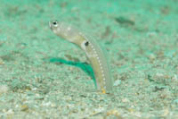 Cortez garden eel 