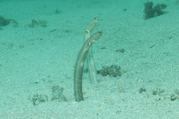 Cortez garden eel