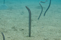 Pacific spaghetti eel 