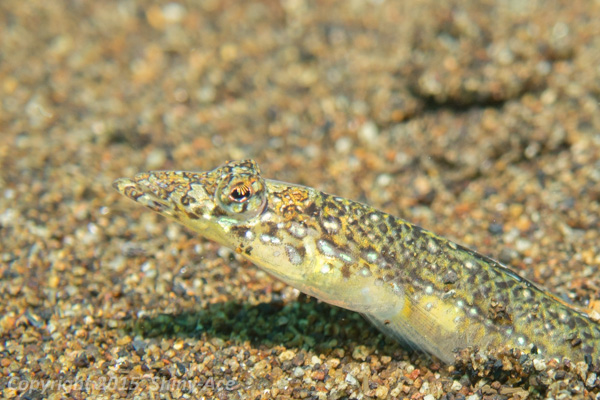 Spotted sand-diver