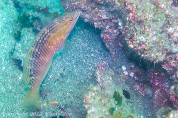 Red naped wrasse