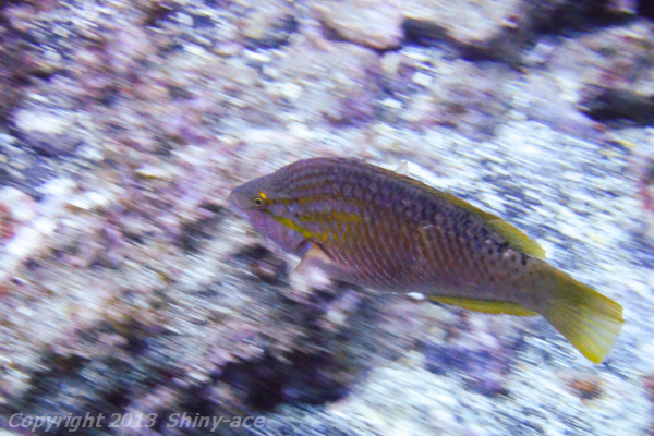 Red naped wrasse