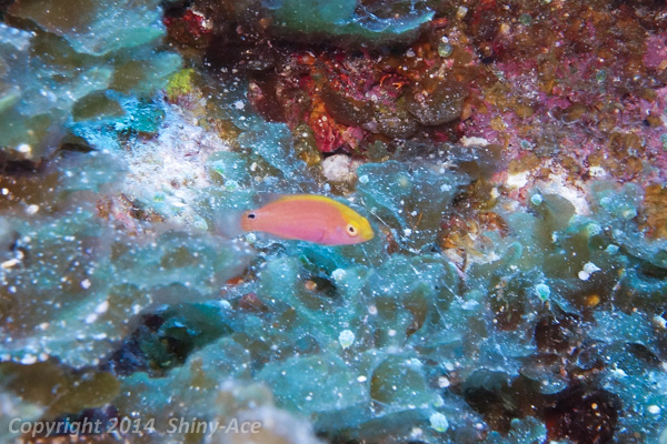 Red-margined wrasse