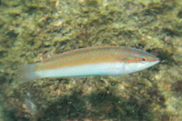 Motleystripe rainbowfish