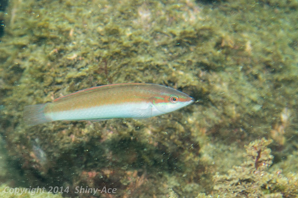Motleystripe rainbowfish