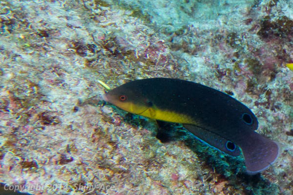 Yellowbreasted wrasse
