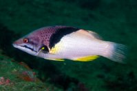 Splitlevel hogfish