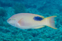 Tarry hogfish