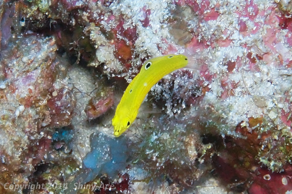 Canary wrasse