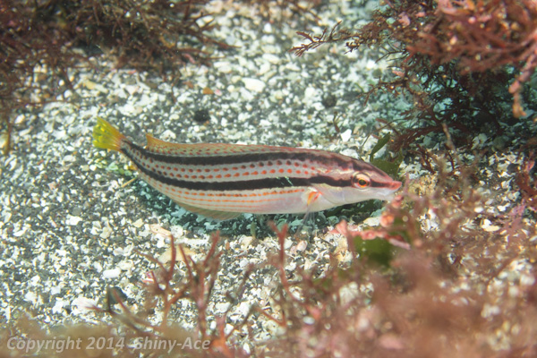 Multicolorfin rainbowfish