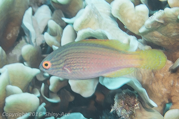 Lined Fairy Wrasse