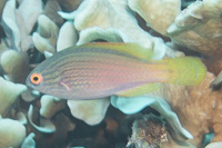 Lined Fairy Wrasse
