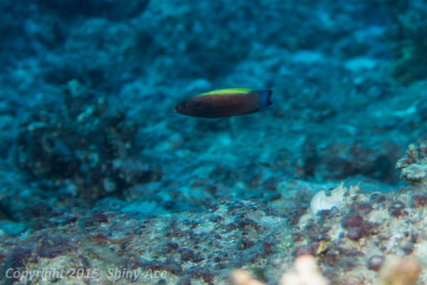 Wedge-tailed wrasse