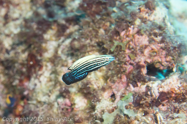 Wedge-tailed wrasse