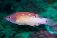 Redfin hogfish