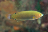 Geographic wrasse