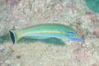 Smalltail wrasse