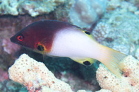 Axilspot hogfish