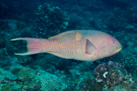 Golden-spot hogfish