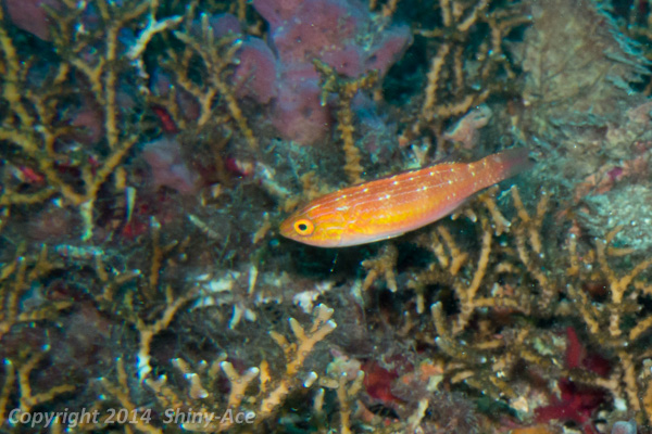 Crescent-tail wrasse