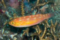 Crescent-tail wrasse