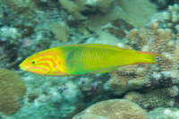 Yellow-brown wrasse