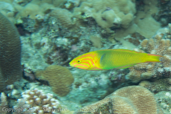 Yellow-brown wrasse