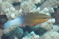 Bridled parrotfish