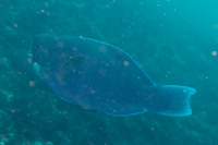 Knobsnout parrotfish