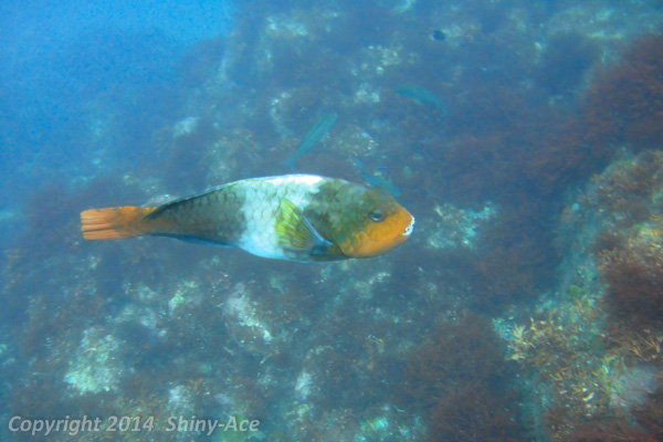 Japanese parrotfish