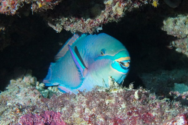 Daisy parrotfish