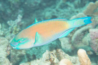 Daisy parrotfish: Male