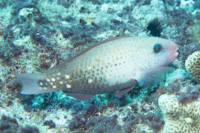 Daisy parrotfish: Female