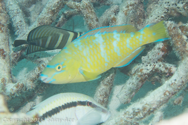Blue-barred parrotfish