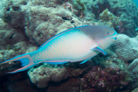 Forsten's parrotfish: Male