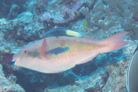 Forsten's parrotfish: Female