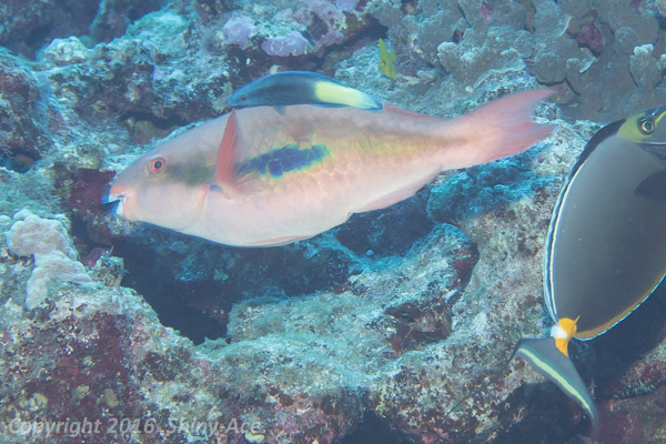 Forsten's parrotfish