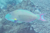 Bicolour parrotfish: Male