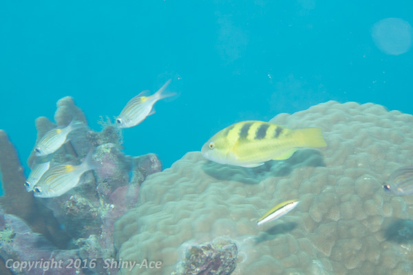 Yellowbarred Parrotfish