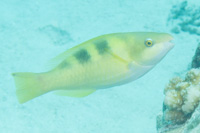 Yellowbarred Parrotfish: Female