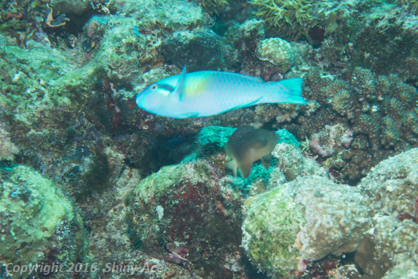 Yellowbarred Parrotfish