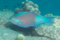 Yellow-tail parrotfish: Male