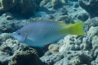 Yellow-tail parrotfish: Female