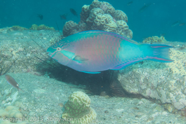 Yellow-tail parrotfish