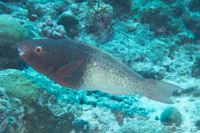 Ember parrotfish: Female